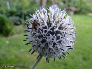 Échinops à tête ronde, Boulette à grosse tête © 