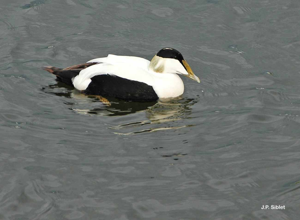 Eider à duvet © J.P. Siblet