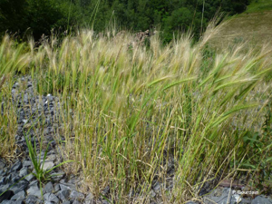 Orge sauvage, Orge Queue-de-rat © P. Gourdain