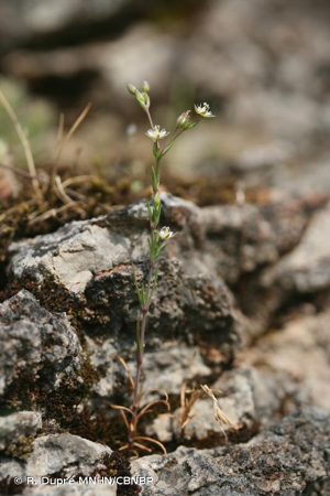 Alsine à feuilles étroites, Minuartie hybride © R. Dupré MNHN/CBNBP