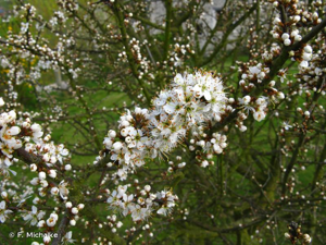 Épine noire, Prunellier, Pelossier © F. Michalke