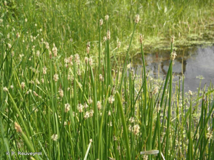 Scirpe des marais © P. Rouveyrol