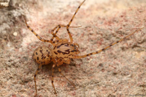 Araignée cracheuse © 