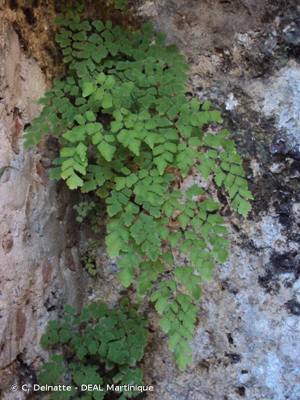 Capillaire de Montpellier, Cheveux de Vénus, Capillaire Cheveu-de-Vénus © C. Delnatte - DEAL Martinique