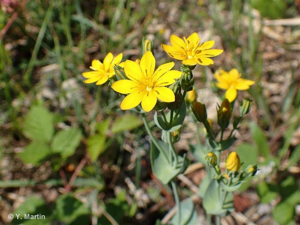 Chlorette, Chlore perfoliée © 