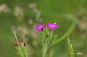 Oeillet velu, Armoirie, Oeillet à bouquet © O. Delzons
