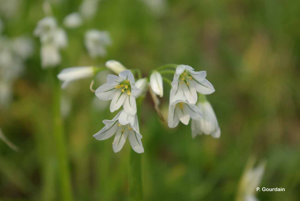 Ail à trois angles, Ail à tige triquètre © P. Gourdain