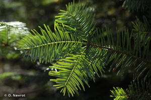 Sapin de Vancouver, Sapin de l'Orégon © O. Nawrot