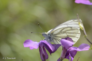 Piéride du Navet (La), Papillon blanc veiné de vert (Le) © J. Touroult