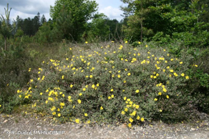 Halimium faux Alysson © R. Dupré MNHN/CBNBP