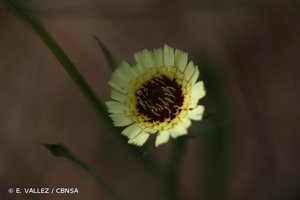OEil-du-Christ © E. VALLEZ / CBNSA
