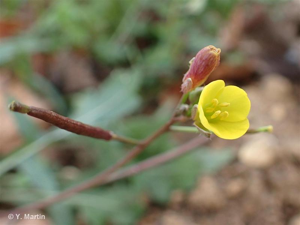 Diplotaxe vulgaire, Roquette jaune © 