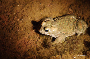 Crapaud calamite (Le) © O. Delzons