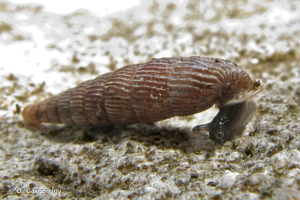 Clausilie ridée © O. Gargominy