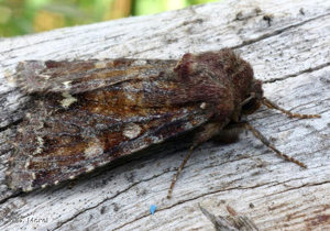 Noctuelle des Pois (La), Pisivore (La) © D. Morel