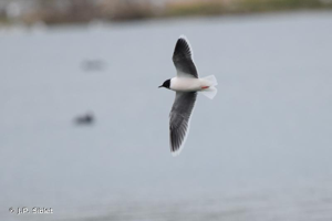 Mouette pygmée © J.P. Siblet