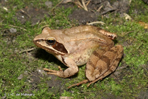 Grenouille agile (La) © J.-C. de Massary