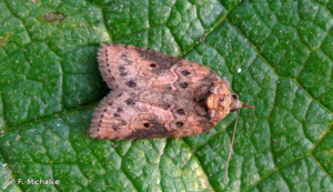 Sarrothripe de Revay (La) © F. Michalke