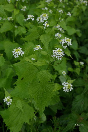 Alliaire, Herbe aux aulx © P. Gourdain