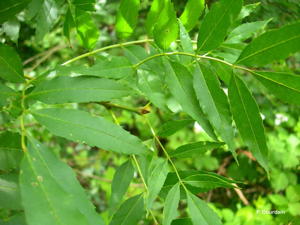 Frêne à feuilles étroites © P. Gourdain