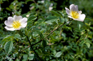 Rosier des chiens, Rosier des haies © S. Filoche