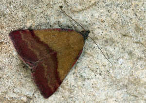 Noctuelle couleur de bronze (La) © D. Morel