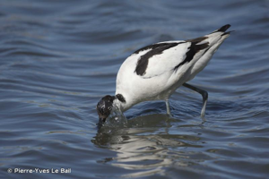 Avocette élégante © Pierre-Yves Le Bail