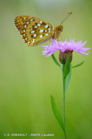 Grand Nacré (Le), Aglaé (L'), Moyen-Nacré (Le) © E. SANSAULT - ANEPE Caudalis