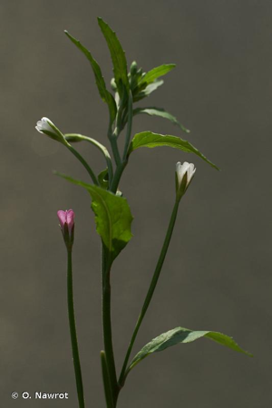 Épilobe à feuilles lancéolées © O. Nawrot