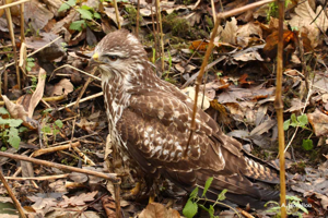 Buse variable © A. Horellou