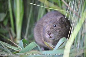 Campagnol amphibie, Rat d'eau © Pierre Rigaux - www.facebook.com/pierre.rigaux.naturaliste