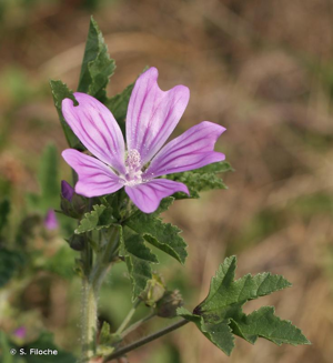 Mauve sauvage, Mauve sylvestre, Grande mauve © S. Filoche