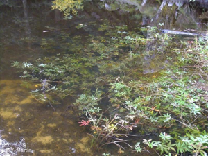 Potentille des marais © 