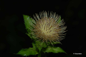 Cirse des maraicher, Chardon des potagers © P. Gourdain