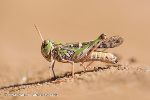 Oedipode soufrée © E. SANSAULT - ANEPE Caudalis