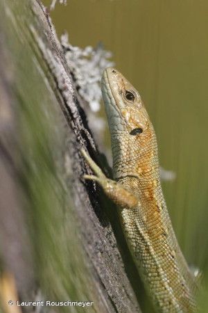 Lézard vivipare (Le) © Laurent Rouschmeyer
