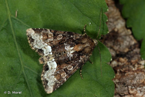 Noctuelle du Dactyle (La) © D. Morel