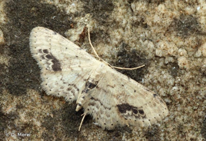 Acidalie écussonnée (L') © D. Morel