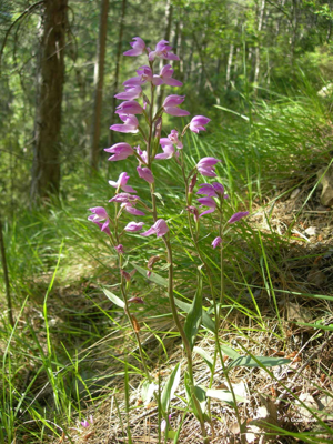 Céphalanthère rouge, Elléborine rouge © P. Gourdain