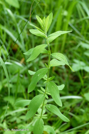 Millepertuis velu, Millepertuis hérissé © O. Roquinarc'h