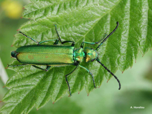 Mouche d'Espagne (la), Cantharide (la) © A. Horellou