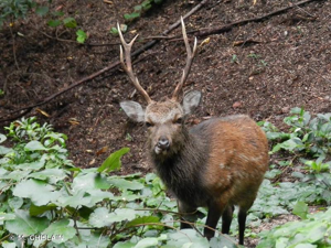 Cerf sika © M. GHISLAIN