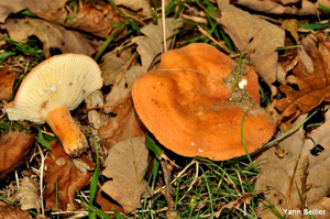 Lactaire flamboyant © Y. Sellier