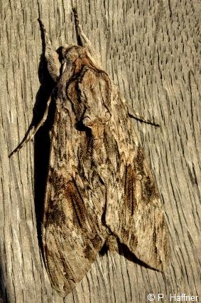 Sphinx du Liseron (Le) © P. Haffner