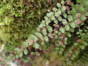 Capillaire des murailles, Fausse capillaire, Capillaire rouge, Asplénie © 
