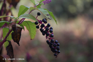 Raisin d'Amérique, Phytolaque américaine © E. VALLEZ / CBNSA