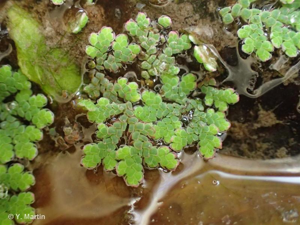 Azolla fausse-fougère, Fougère d'eau © 