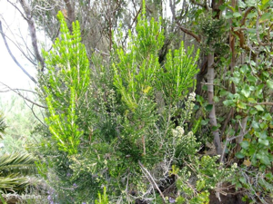 Bruyère arborescente, Bruyère en arbre © 