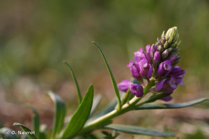 Polygala chevelu © O. Nawrot