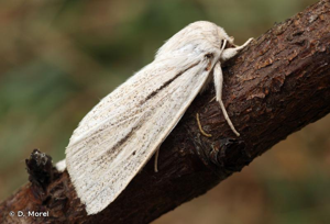 Noctuelle veineuse (La) © D. Morel